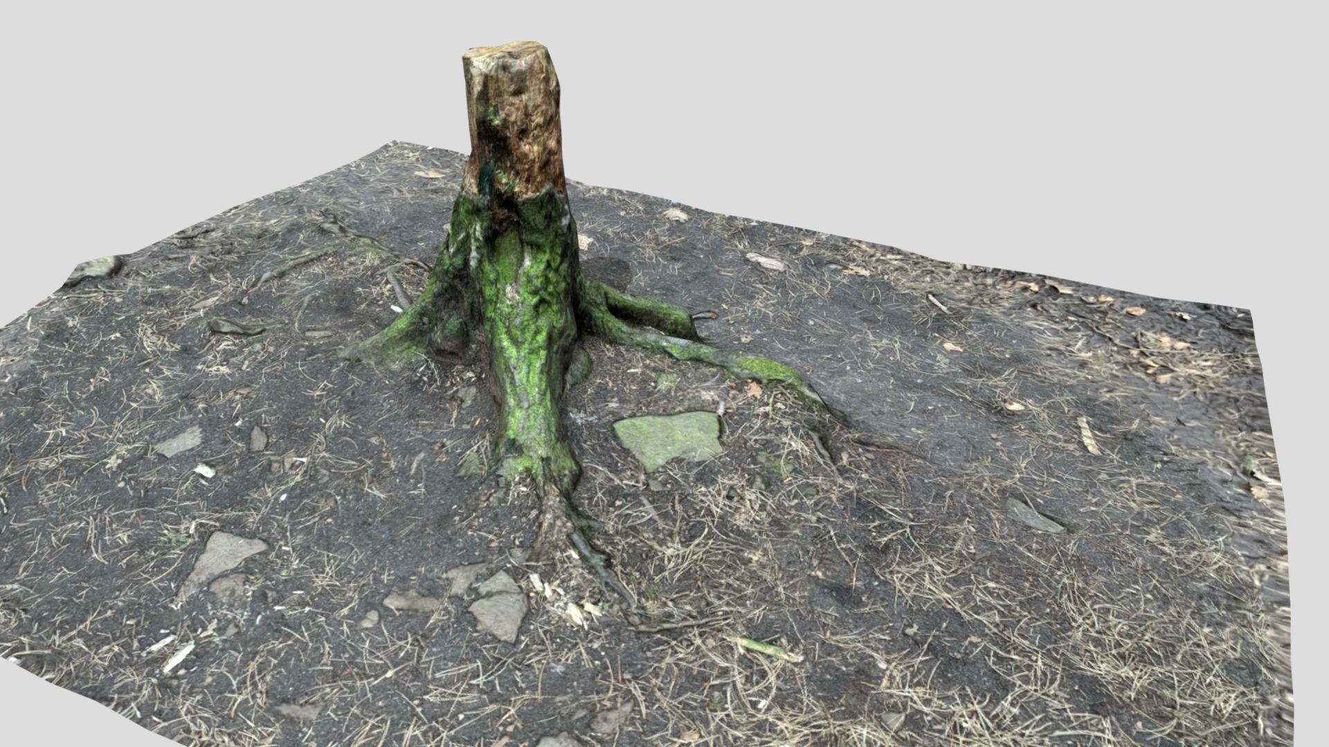 3D model Tree Stump – Low Poly – Maps: 2048 by 2048 - This is a 3D model of the Tree Stump - Low Poly - Maps: 2048 by 2048. The 3D model is about a green insect on a rock.