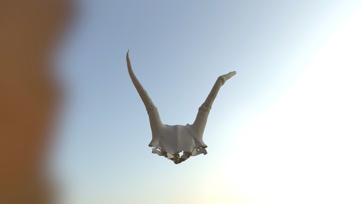Skull 3D Model