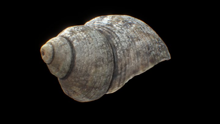 snail shell