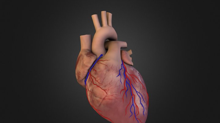 Heart_Test_B 3D Model