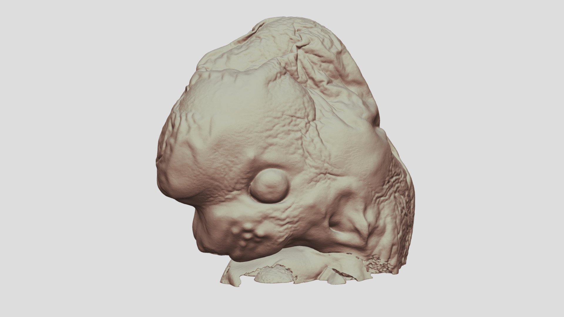 E12.5 Mouse Embryo Head