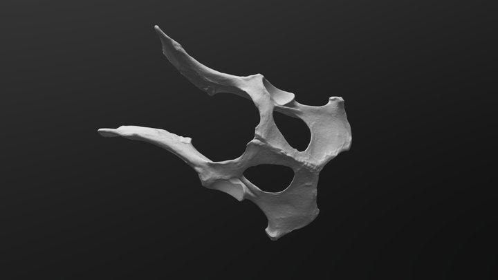 Coyote Pelvis 3D Model