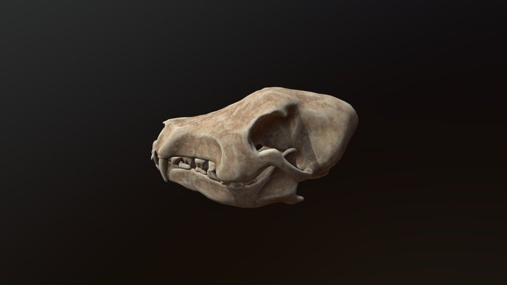 Animal Skull 3D Model