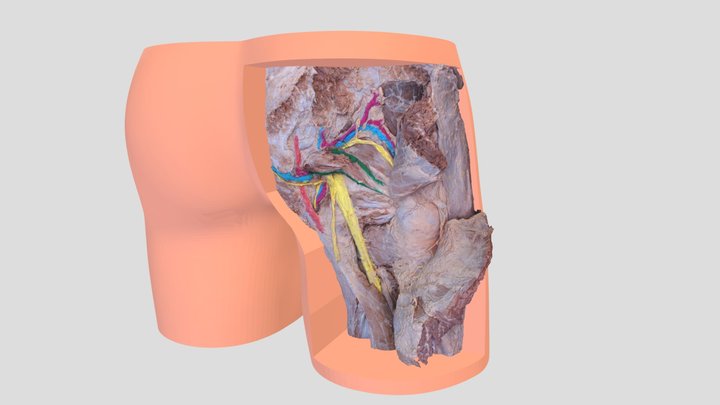 regio-glutealis 3D Model