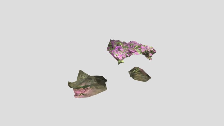 bouganvillea la otra 3D Model