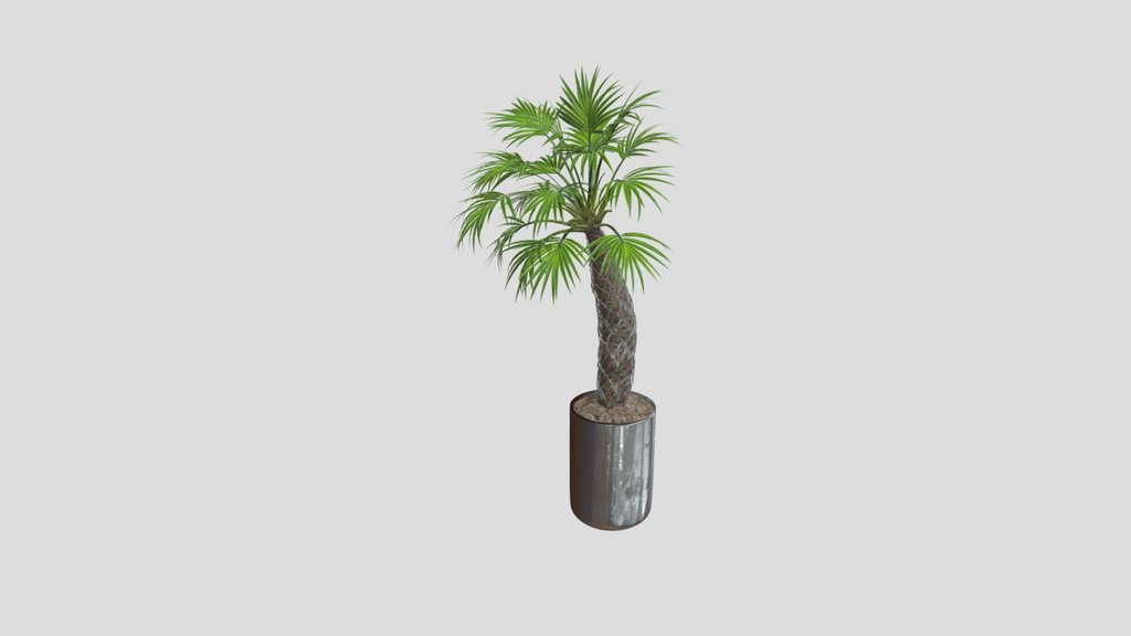 Indoor Plant Sabal Palmetto