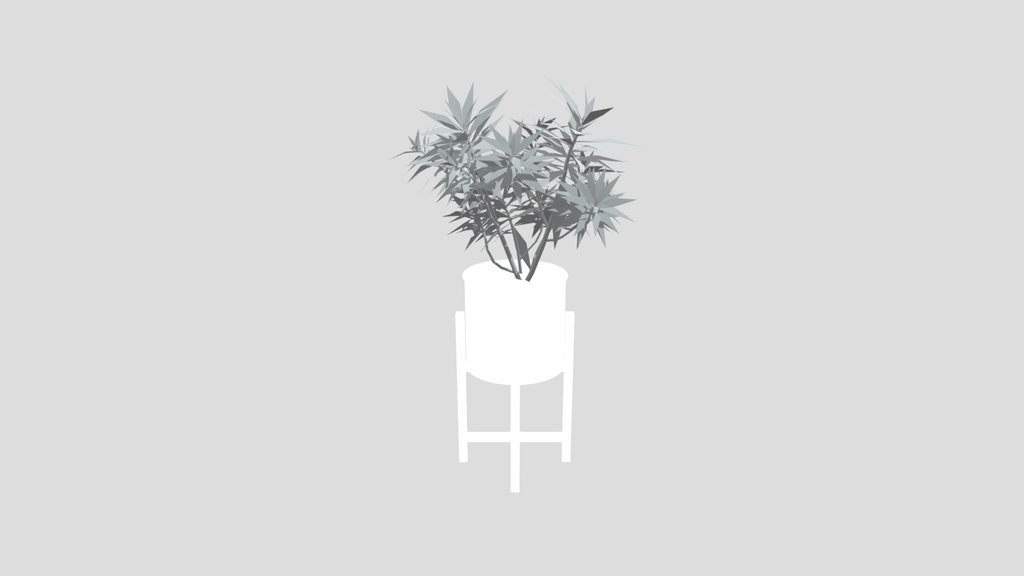 Honey Spurge Bush Small Plant Potted