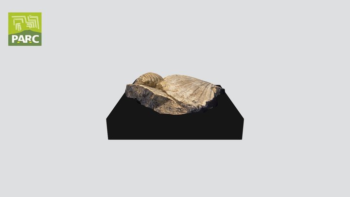 Pecten_lab23_70782 3D Model