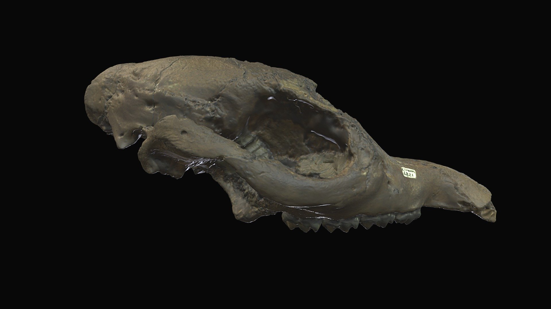 ETMNH 6821 Tapir Cranium (infant) Download Free 3D model by Gray