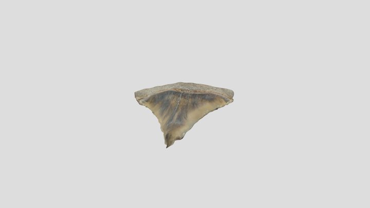 GW Shark Tooth v2 4K 3D Model