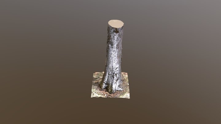 Bald Cypress Peeling Kiri – Free 3D Model STL