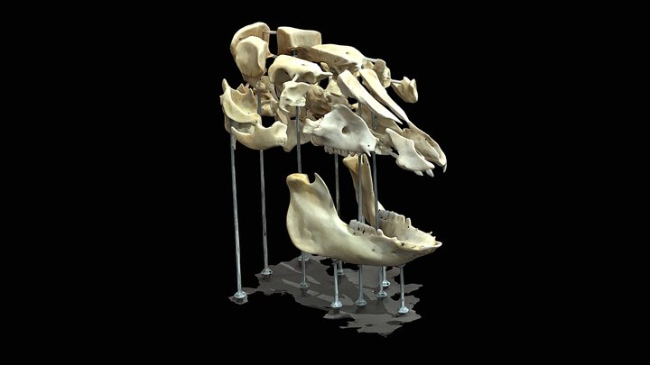 Cráneo porcino 3D Model