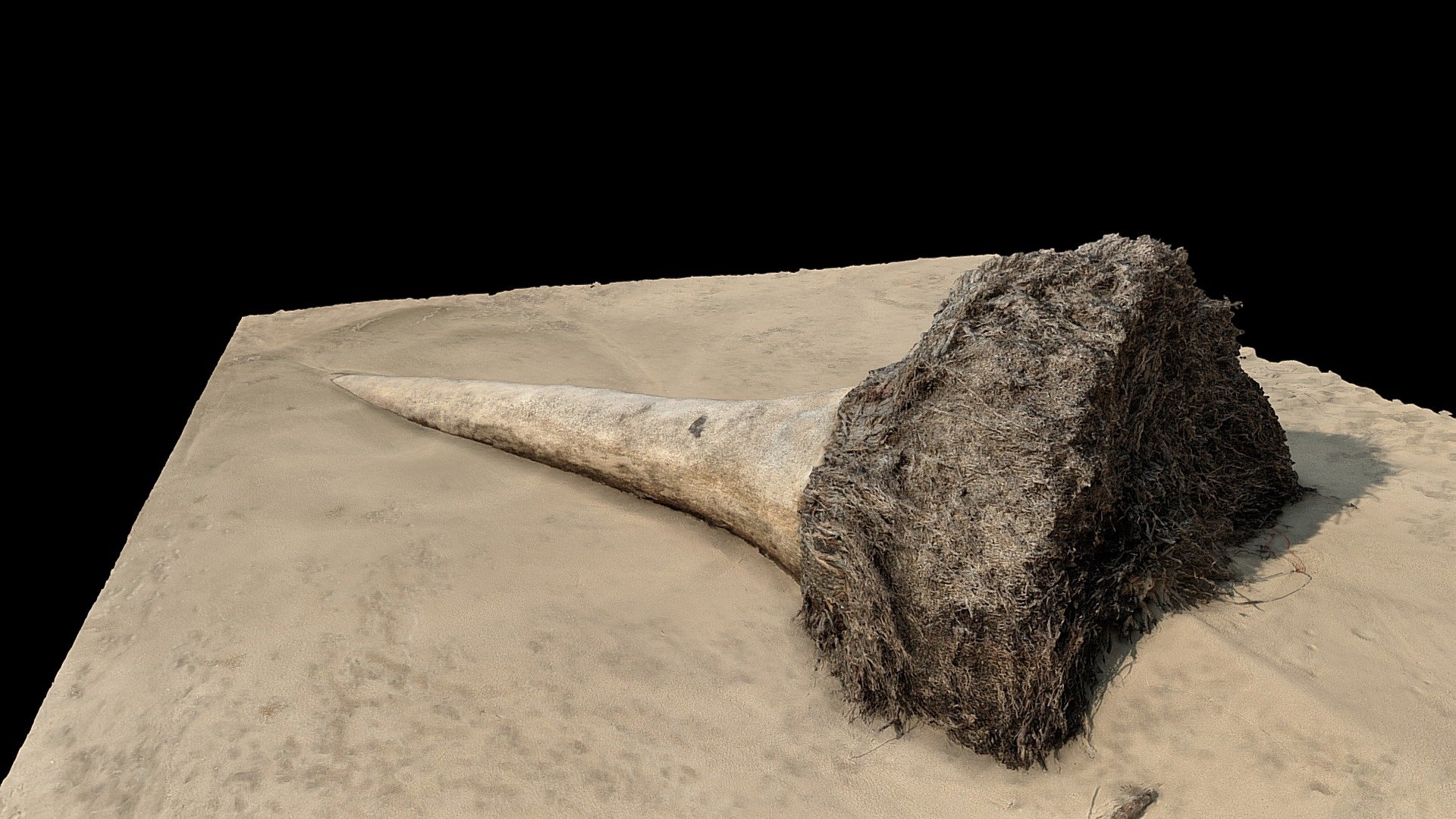 Another log on the beach