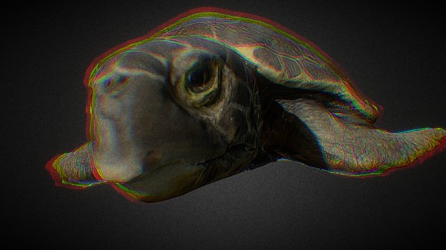 Tartaruga-marina 3D Model