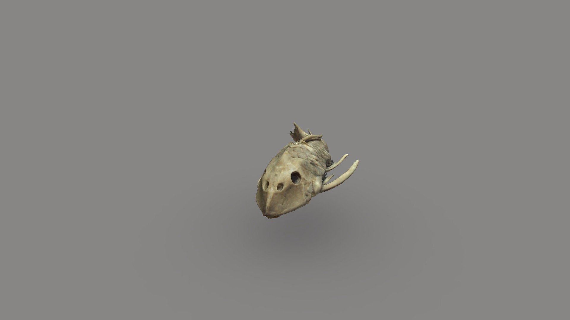 Plecostomus