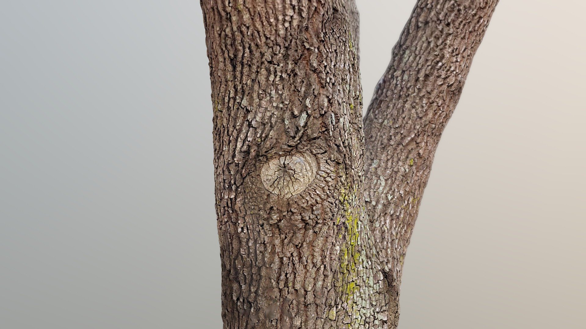 Tree 7