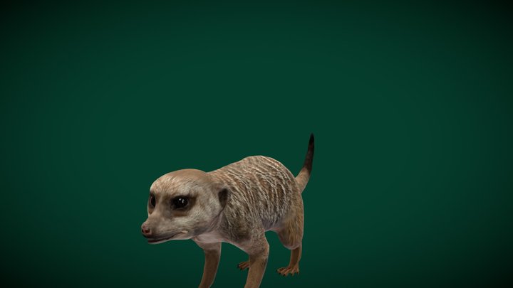 Slender-tailed Meerkat (Mongoose) 3D Model