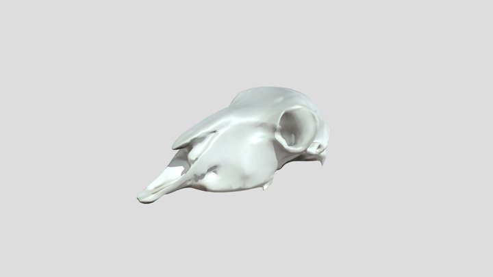 sheep – Free 3D Model STL
