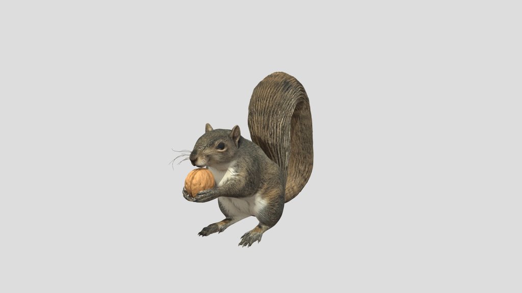 Nutty Squirrel