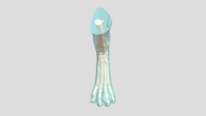 Canine Anatomy - Pes 3D Model