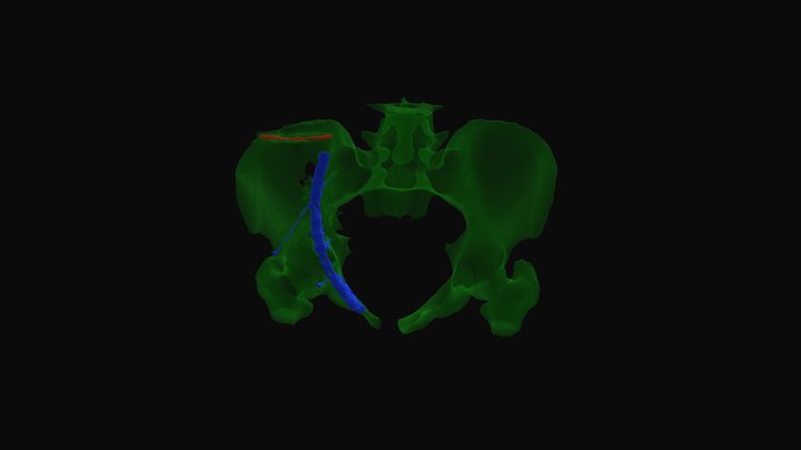 Pelvix Segmentation 3D Model