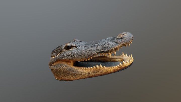 Alligator 3D Model