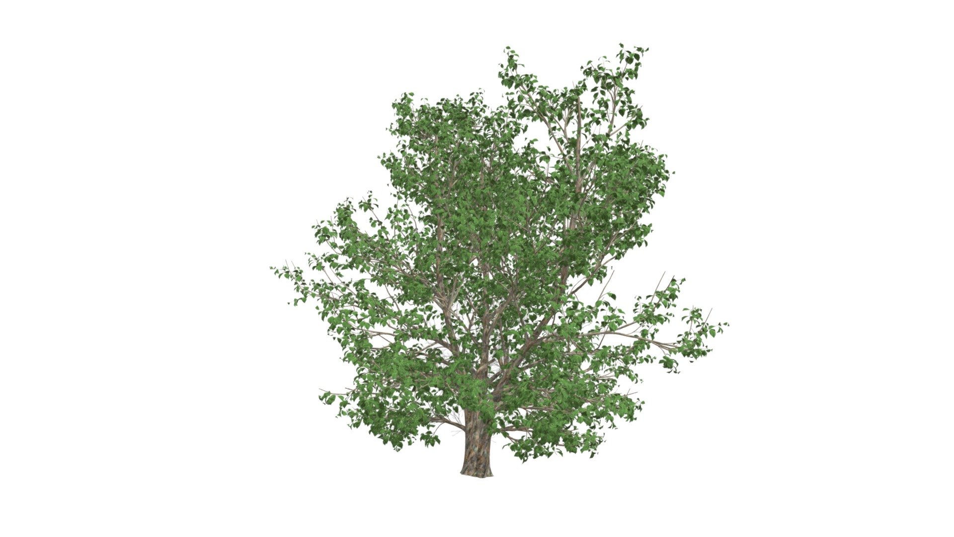 Korean Stewartia Tree #06 - Buy Royalty Free 3D model by meshshape ...