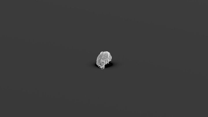 Sea shell 3D Model