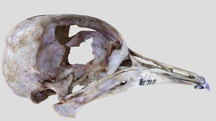 UWYMV:Bird:6022, Columba livia, Skull