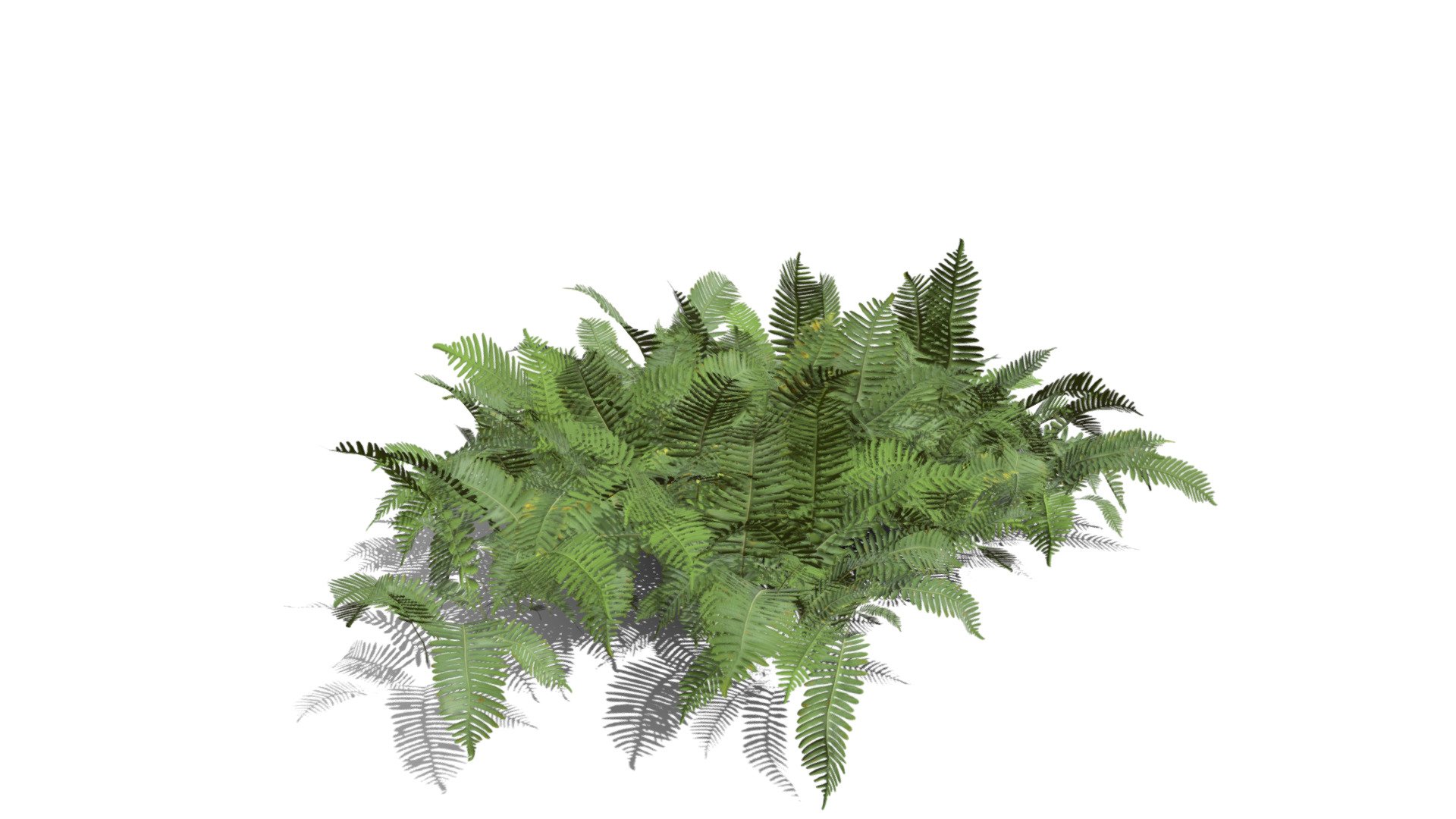 Realistic HD Common polypody fern (30/55) - Download Free 3D model by ...