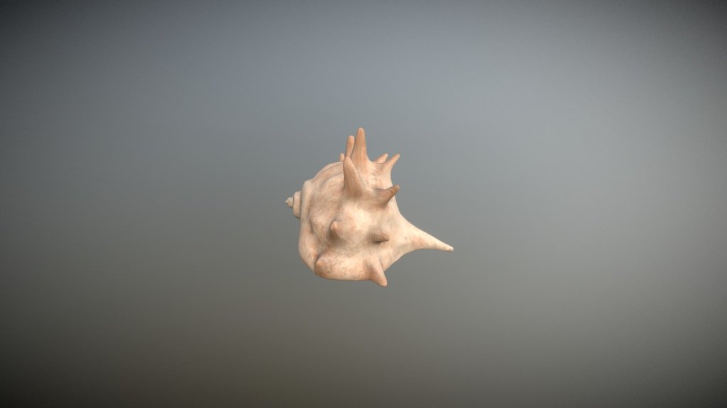 Seashell - 3D model by Avgustin [5769d6b] - Sketchfab