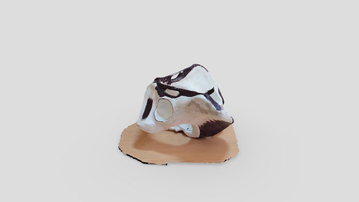 Projet IPN Bassin obstétrical 3D Model