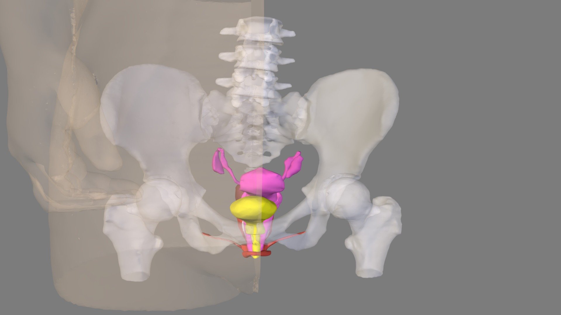 myPerineum 2.0