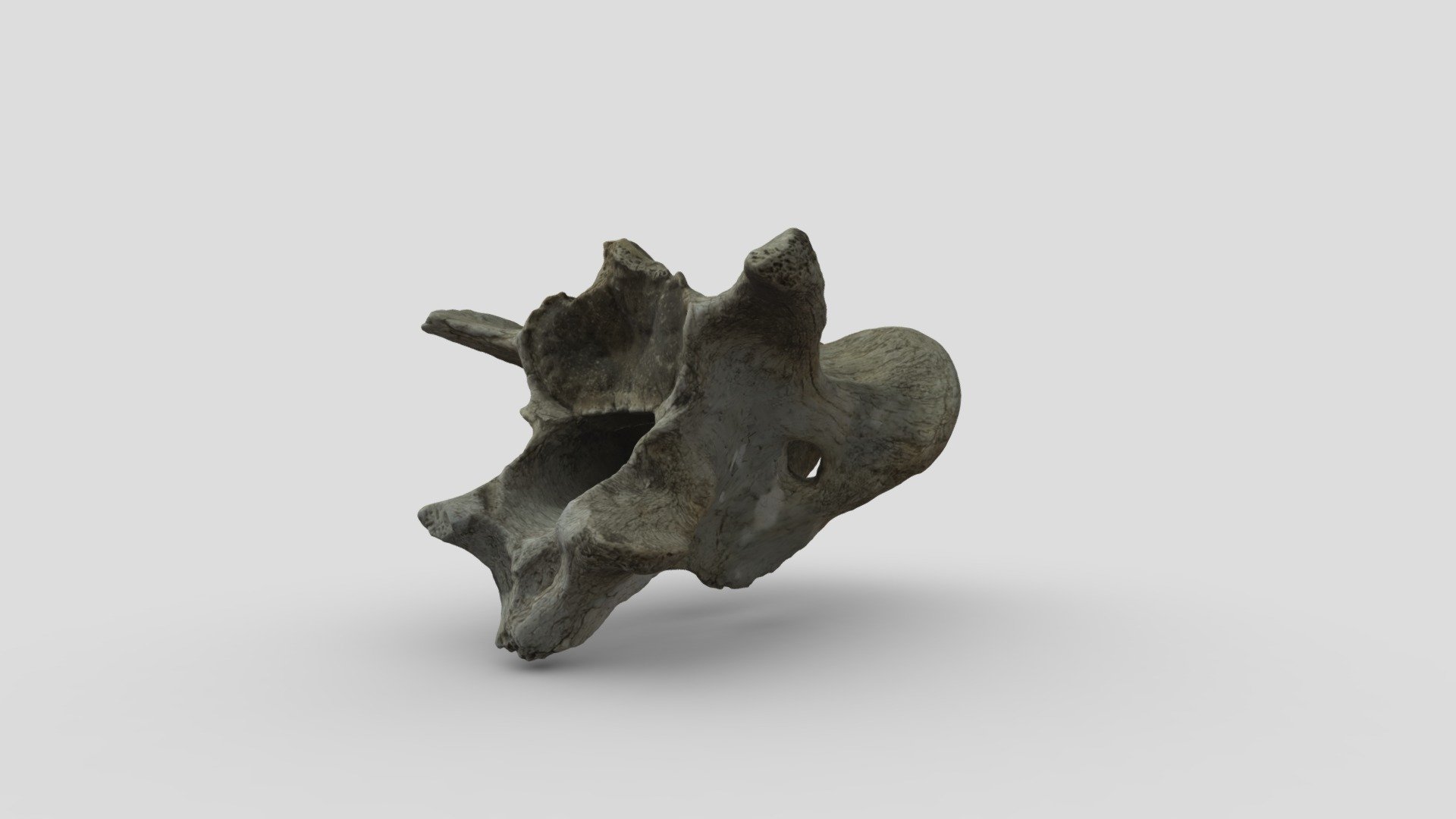Sheep vertebrae