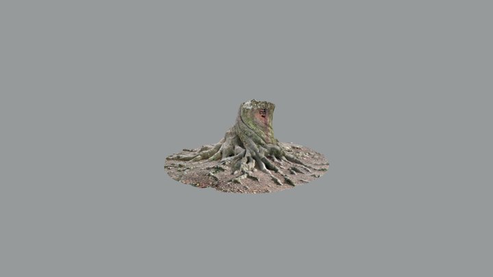 Twisted beech tree base 3D Model