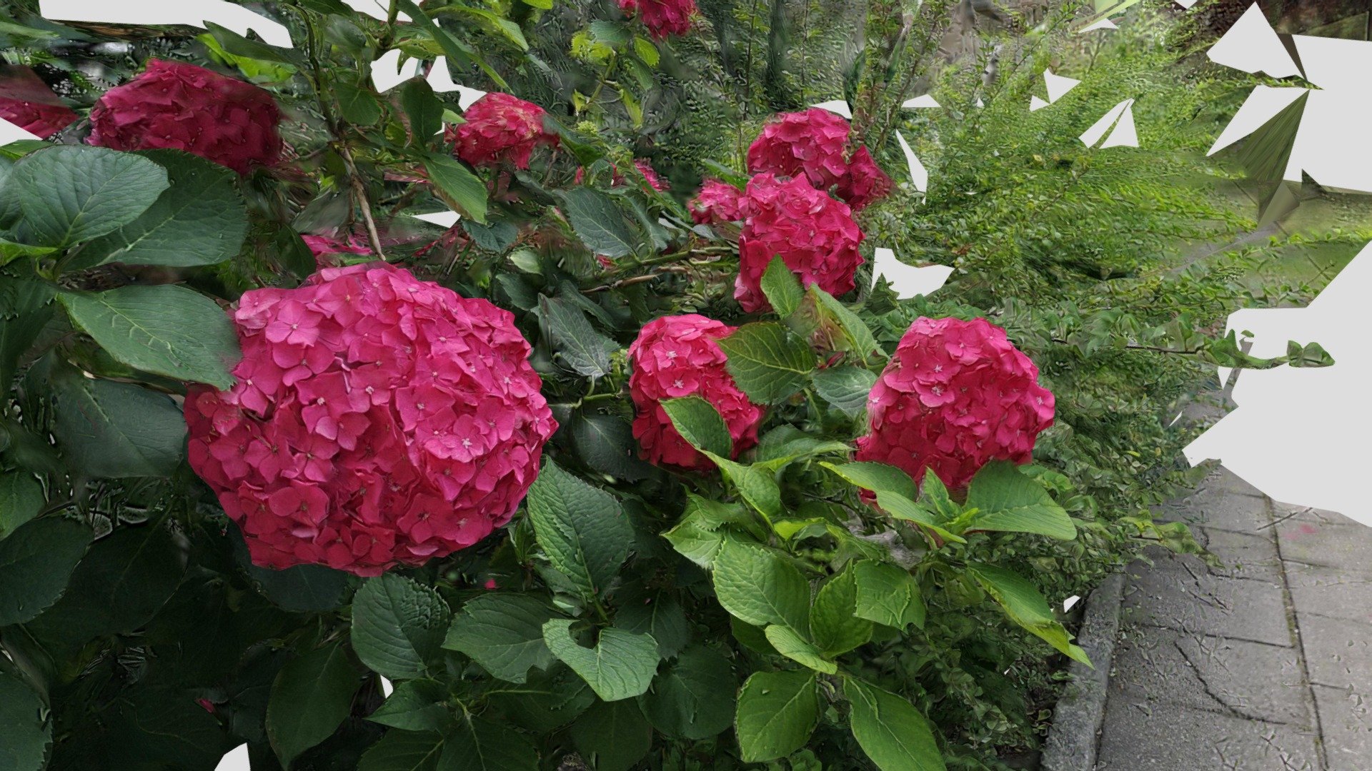 Pink flowers Berlin back yard