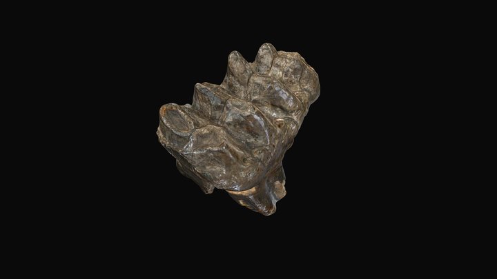 American Mastodon 3rd Molar, Saltillo, PA 3D Model