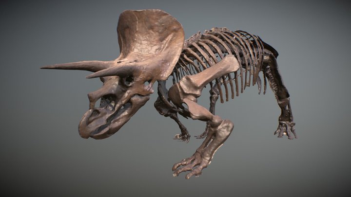 Triceratops Scan 3D Model