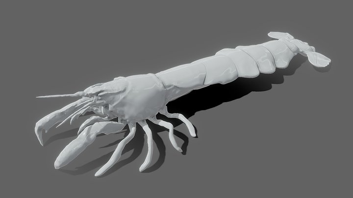 Ghost Shrimp 3D Model