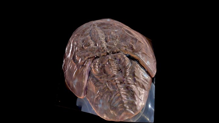 鱟 Hoe's short for a horseshoe crab 3D Model