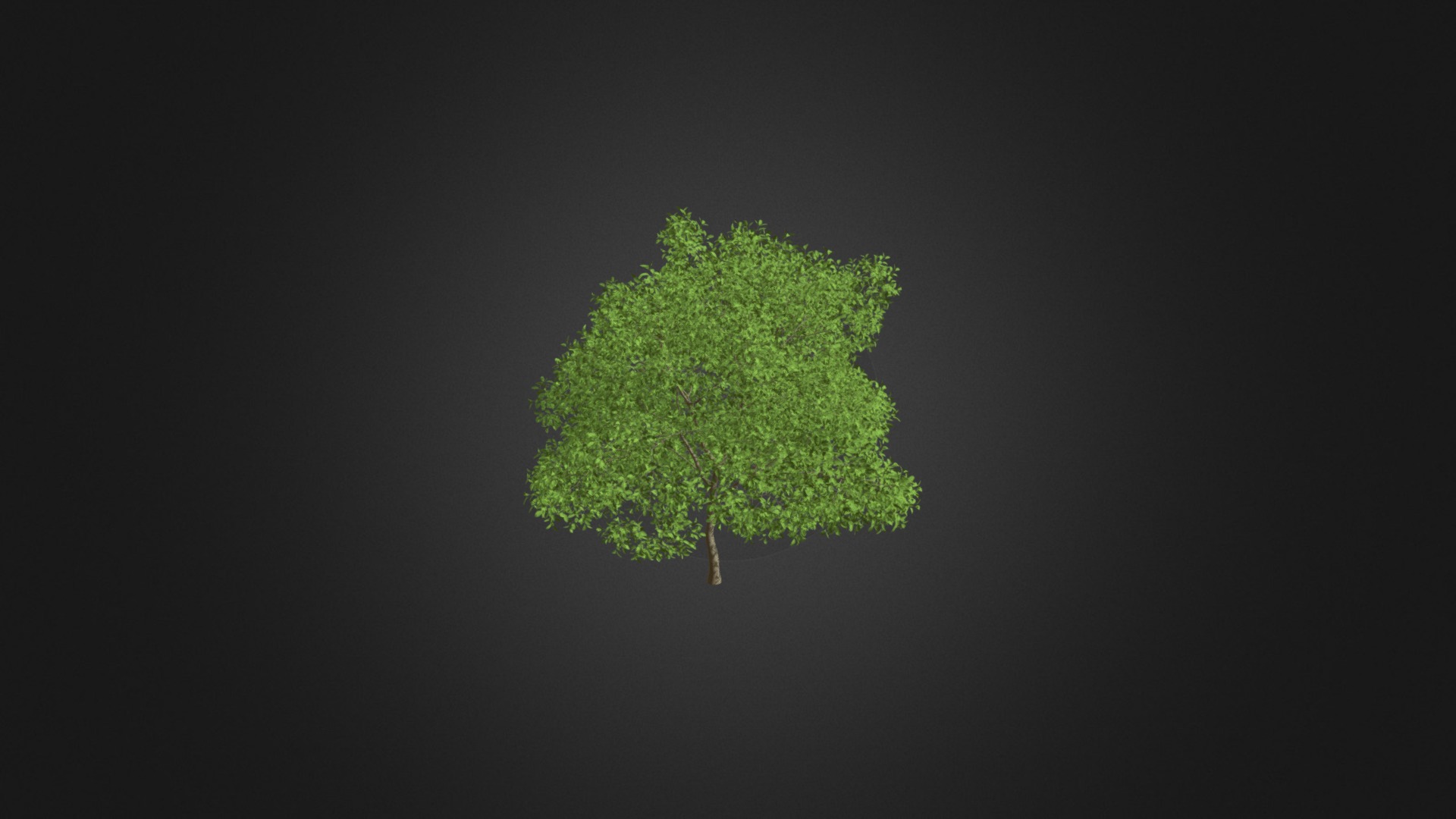 3D model Pear Tree 3D Model 6.3m - This is a 3D model of the Pear Tree 3D Model 6.3m. The 3D model is about map.