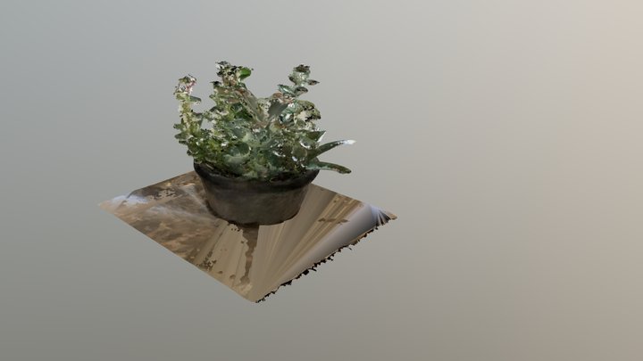 Succulents in the Kitchen 3D Model