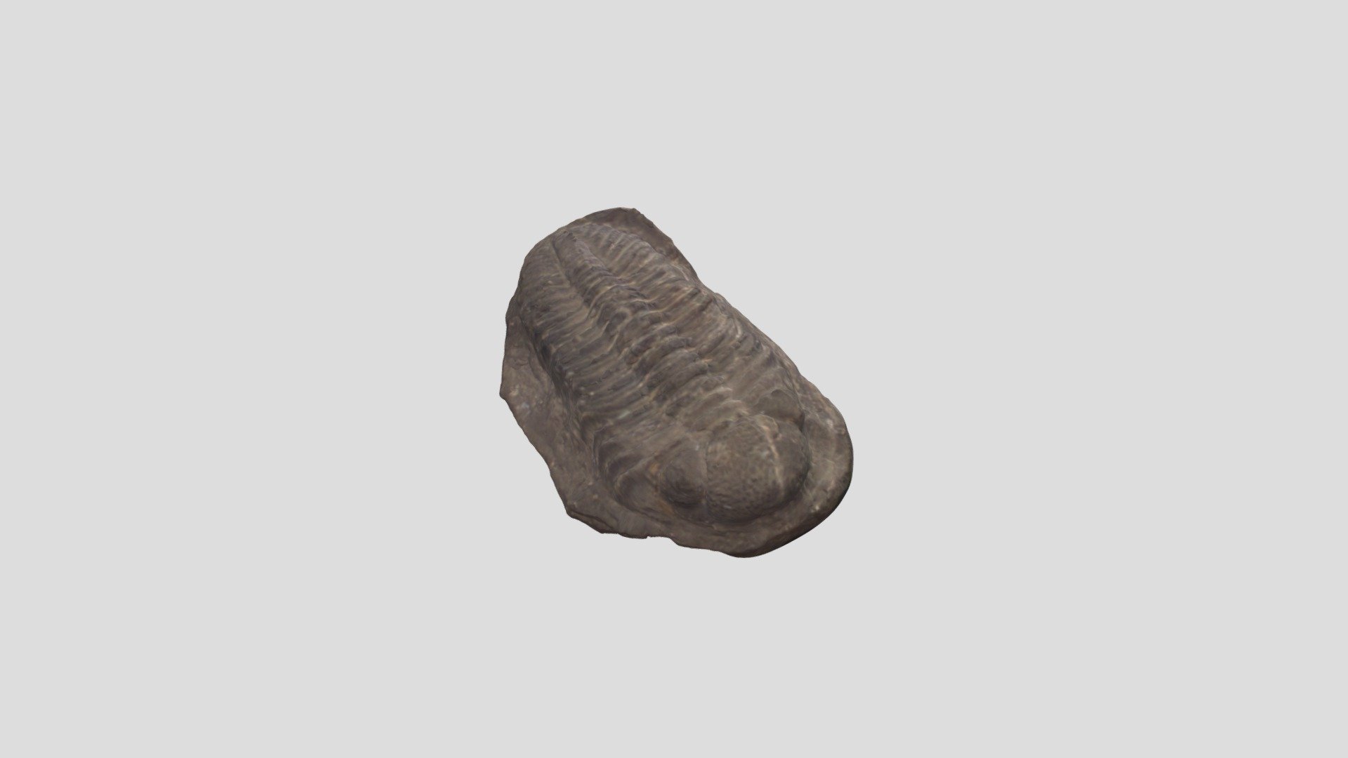 Trilo Eldredgeops fossile - 3D model by Casque.Vrun.Vrun [57823b0 ...