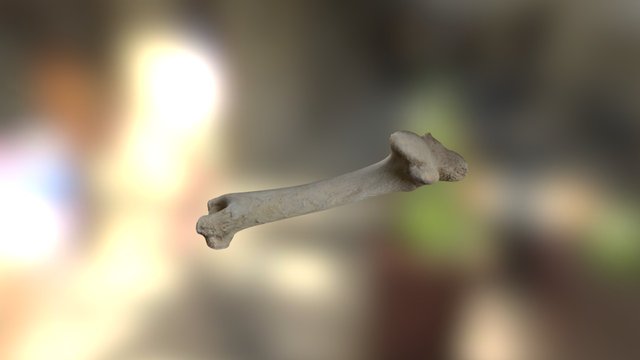Anatomy 3D Model