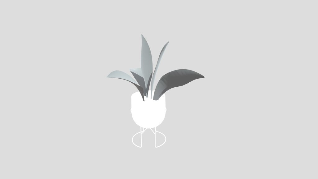 Haran Iron Plant Sapling Potted