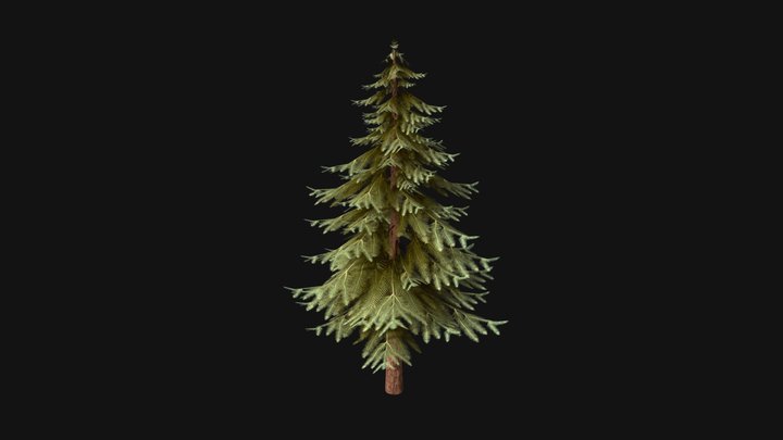 Spruce 3D Model