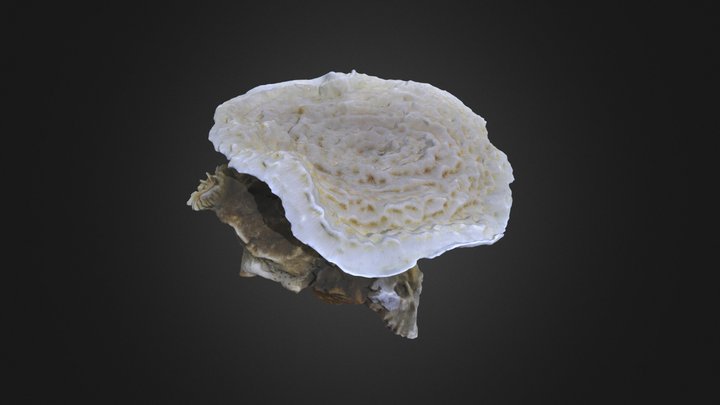 Agaricia fragilis hat coral: UNSM 1-10-7-07 3D Model