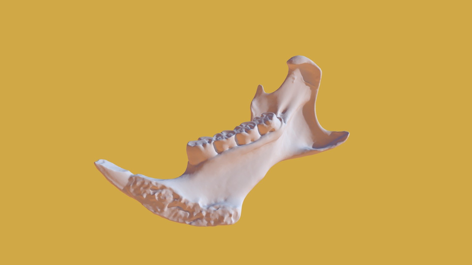North American Porcupine - Right Jaw