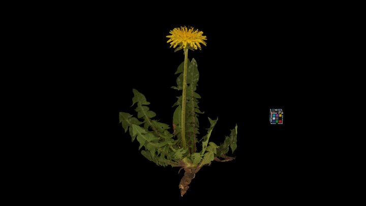 CC0 セイヨウタンポポ Dandelion, Taraxacum officinale – Modello 3D gratuito STL