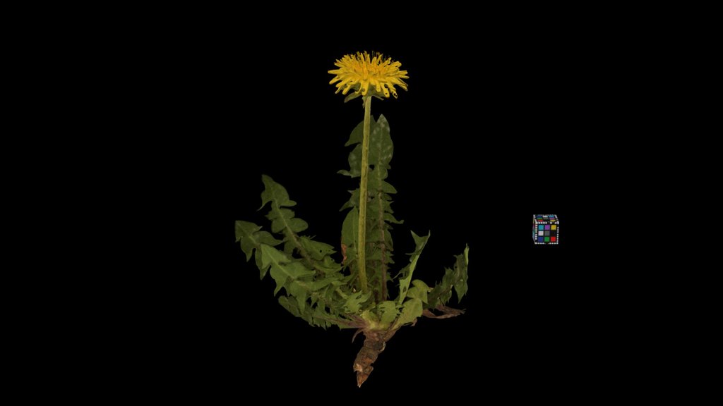 CC0 セイヨウタンポポ Dandelion, Taraxacum officinale